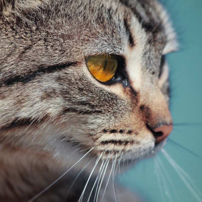 Mr. Marc Simonis - Elementary School Teacher